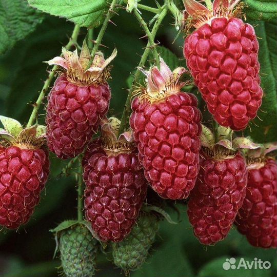 Саженцы малины нижегородец