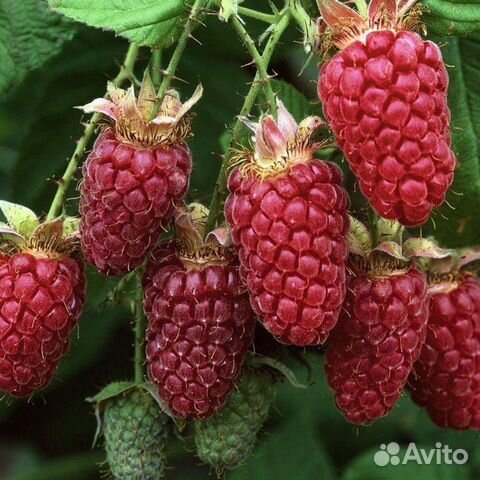 Саженцы малины нижегородец