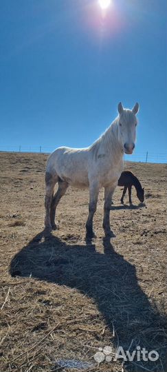 Жеребец полутяж