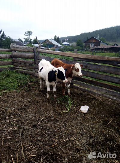 Телята и короаы