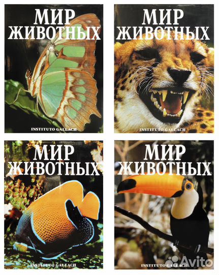 Животные. Птицы. Насекомые. Рыбы. Кошки. Африка