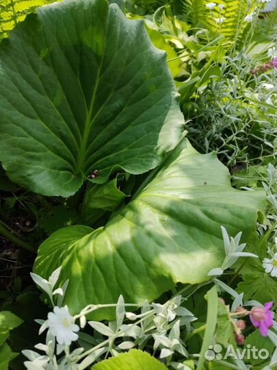 Многолетние растения для вашего сада