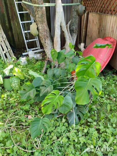 Комнатные растения большие