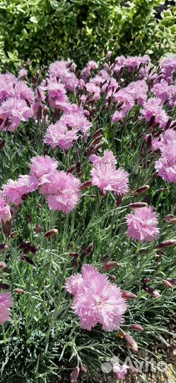 Гвоздика садовая махровая