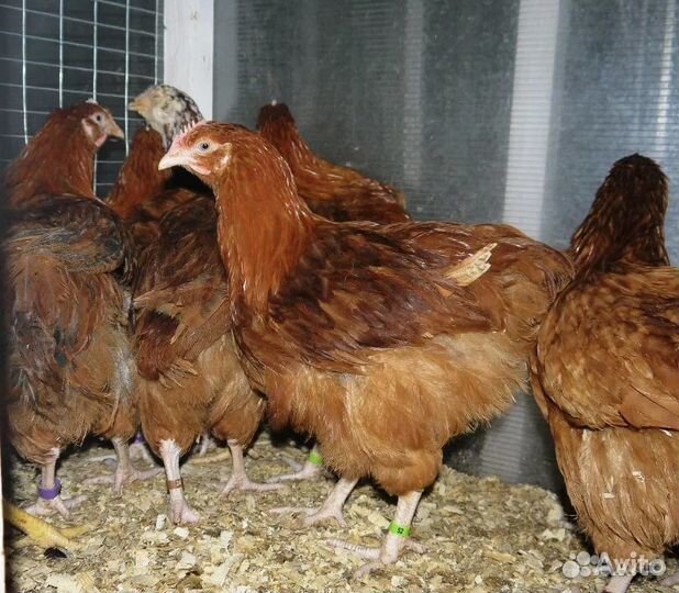 Продаются молодоки кур Корал Ник, Кубанские красна