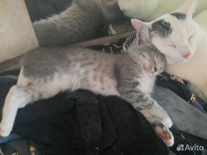 Котята ищут дом