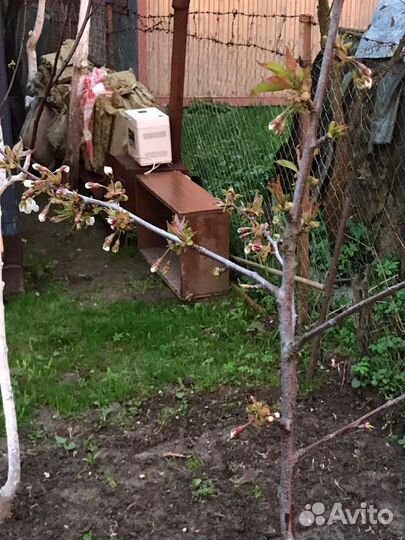 Саженцы большой выбор