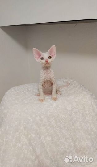 Котята девон-рекс