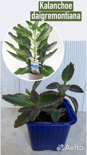 Домашние растения, цветы