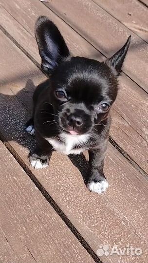 Щенки чихуахуа