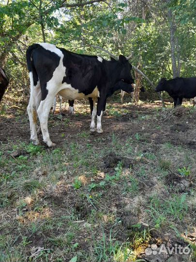 Продам стадо коров