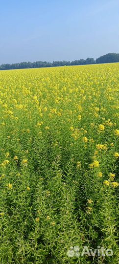 Горчица белая