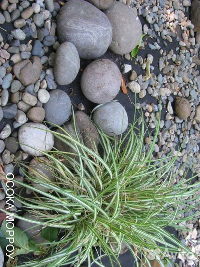 Многолетники для альпийской горки