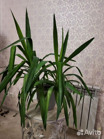 Пальма юкка