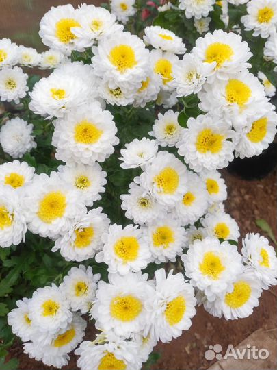 Хризантемы мультифлора