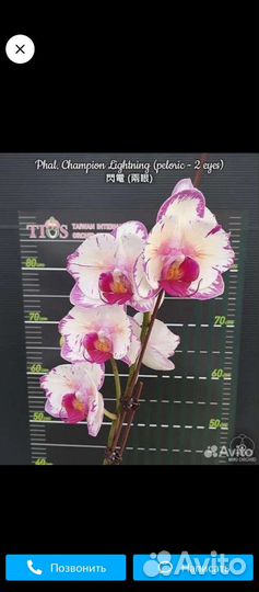 Орхидея сортовая Бабочка