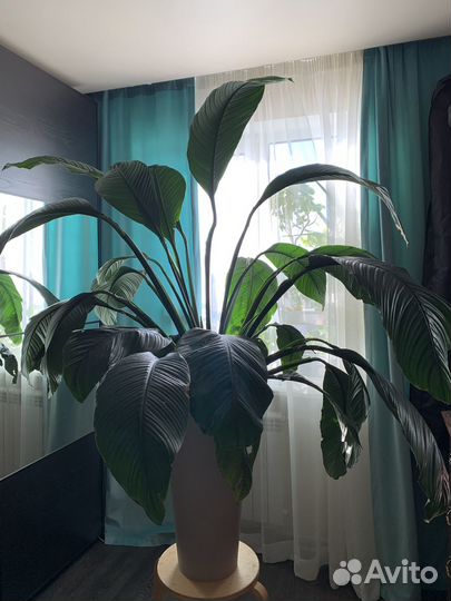 Спатифиллум сенсация