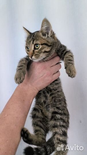 Добра, игривая
