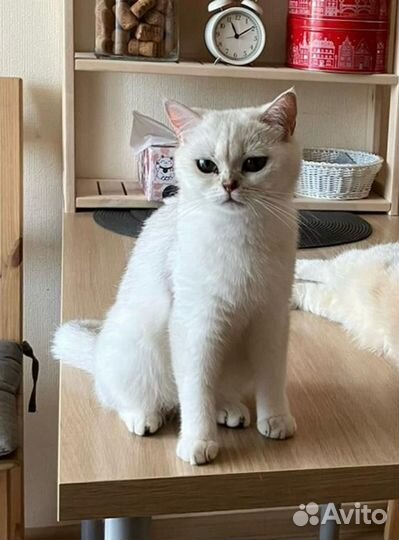 Британские котята. Окрас серебристая шиншилла