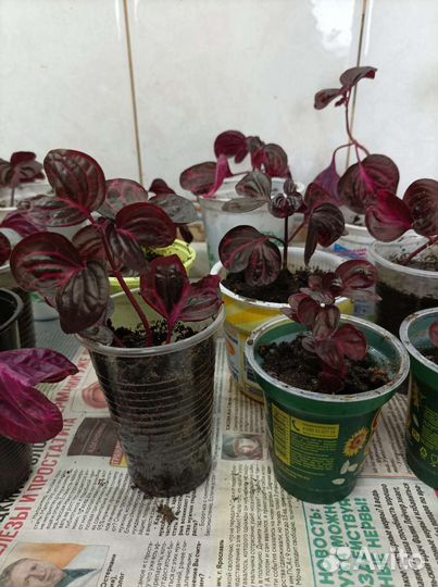 Комнатные цветы