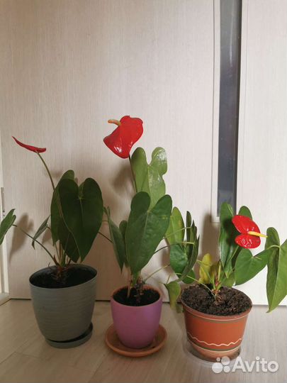 Комнатные цветы антуриум