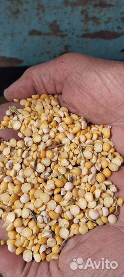 Гороховые отходы