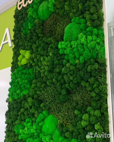 Картины со стабилизированным мхом