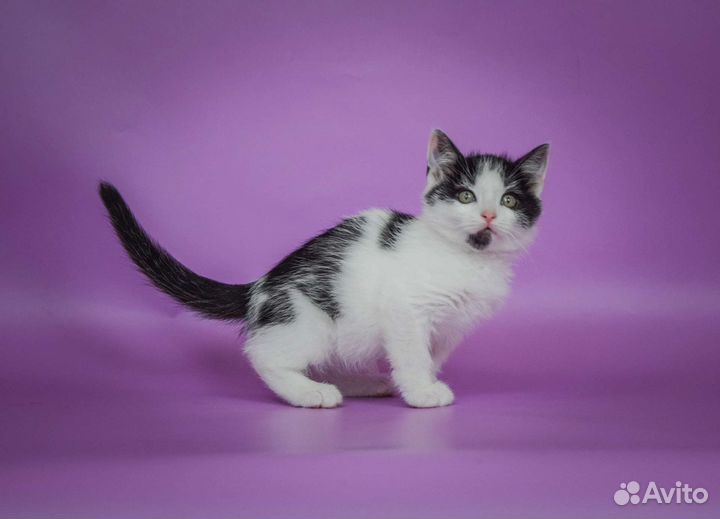 Чёрно-белый котёнок Митрофан (3 мес)