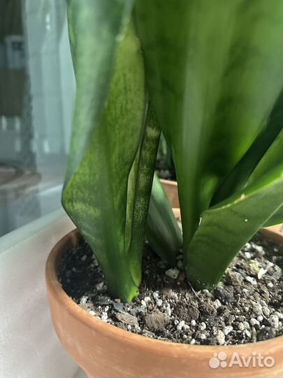 Сансевиерия