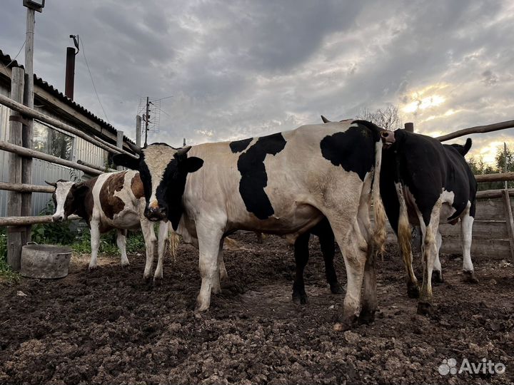 Продам двух быков и двух тёлок