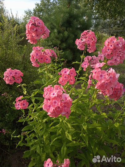 Многолетние цветы хризантемы,флоксы, лилейники