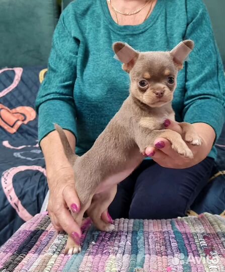 Лиловая красотка