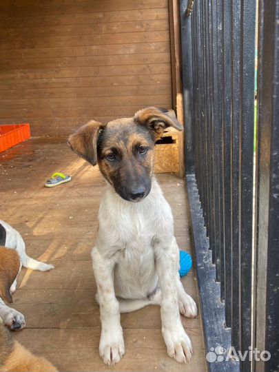 Щенки метисы курцхаара в добрые руки бесплатно