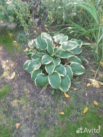 Хоста растение