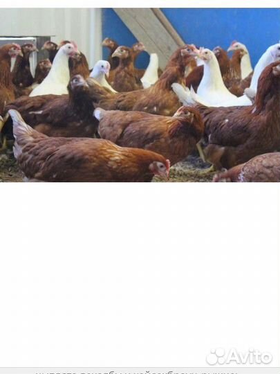 Куры молодки несушки