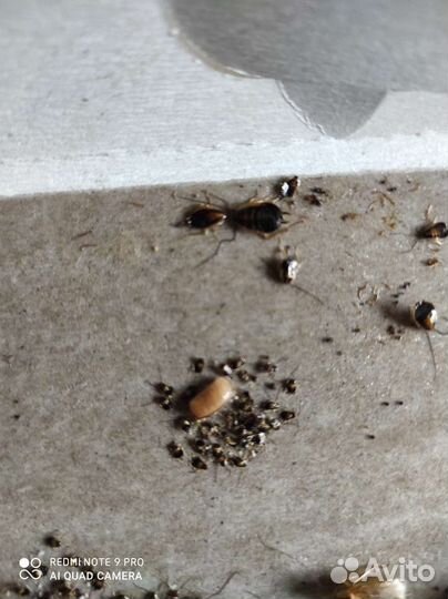 Обработка от тараканов и клопов,борьба с плесенью