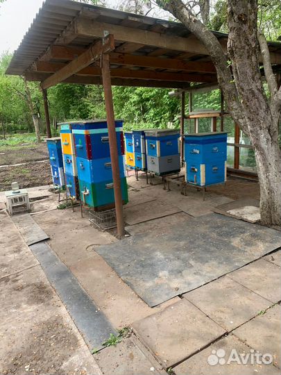 Пчелы, пчелинные улья