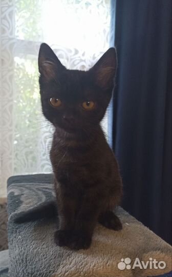 Черный котенок