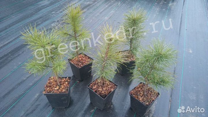 Саженцы Кедр зкс 15-20см от первых рук