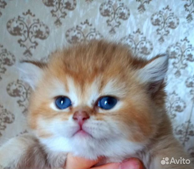 Золотые британчики