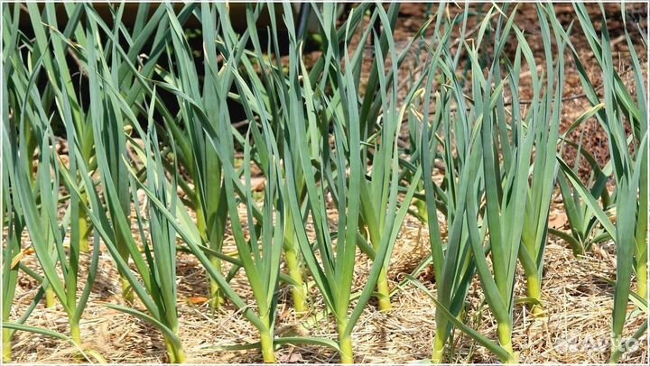 Привлекаю инвестиции для масштабирования произ-ва