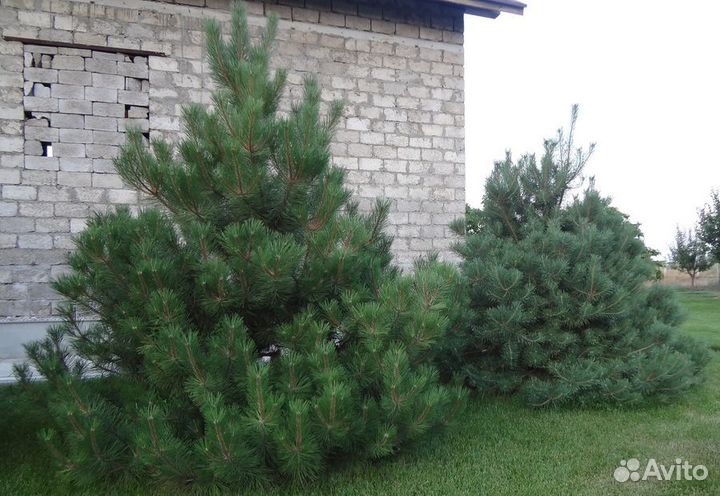 Крымская сосна