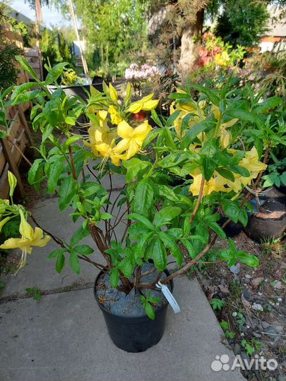 Азалия Аннеке