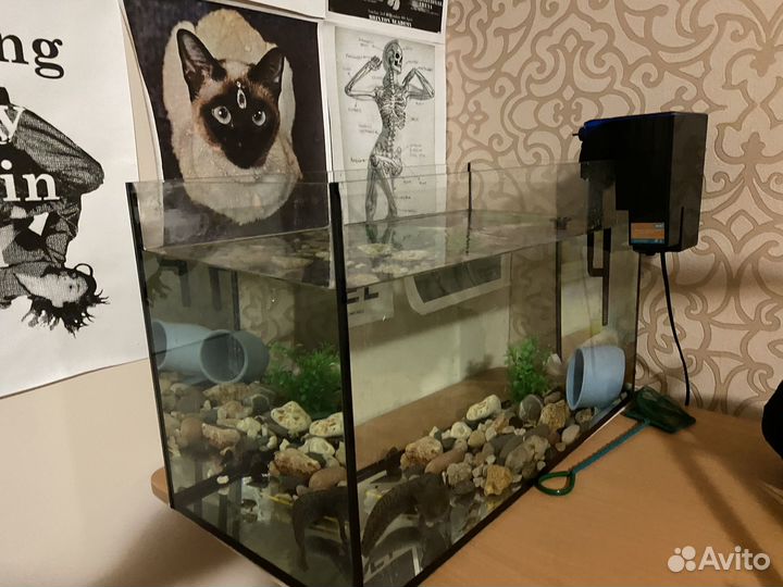 Аксолотли + аквариум