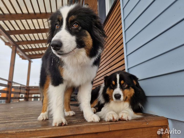 Австралийская овчарка Аусси щенки