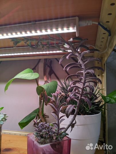 Каланхое розовые бабочки и денежное дерево