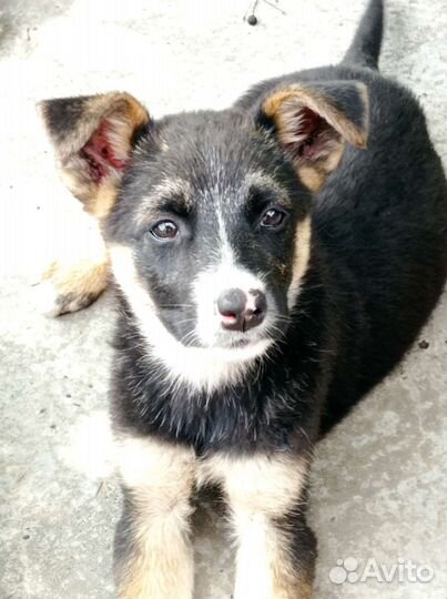 Собака в добрые руки щенок