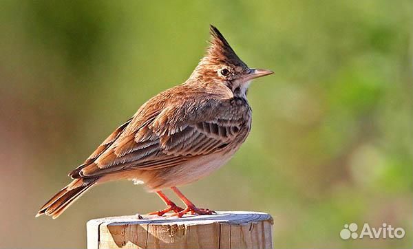Полевой жаворонок