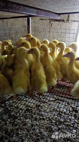 Мулард. Гуси. Утята