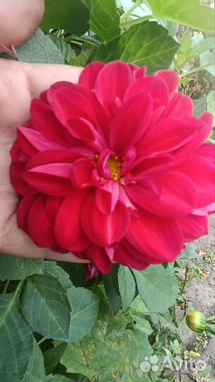 Георгин сиреневый